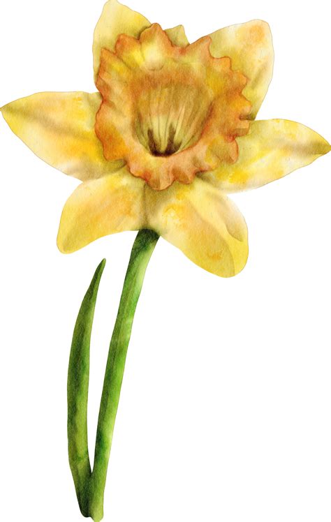 watercolor daffodil flower 16539817 PNG