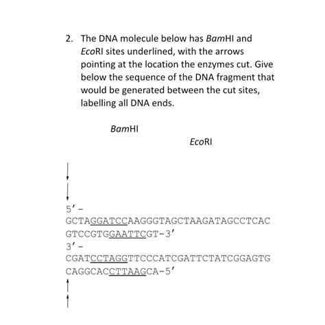 Solved The DNA molecule below has BamHI and EcoRI sites | Chegg.com