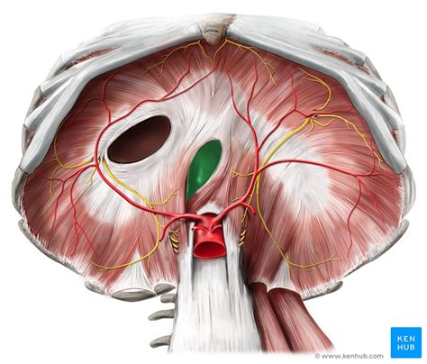 Hiatal hernia: Symptoms and management | Kenhub