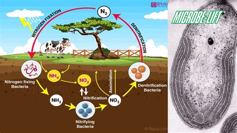 Nitrosomonas And Nitrobacter