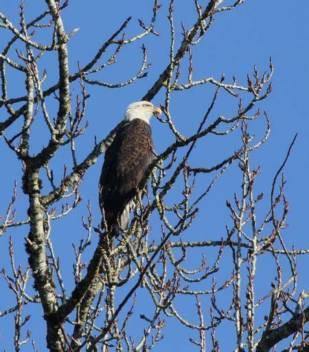 an eagle perched on top of a leafless tree in the blue sky with no leaves