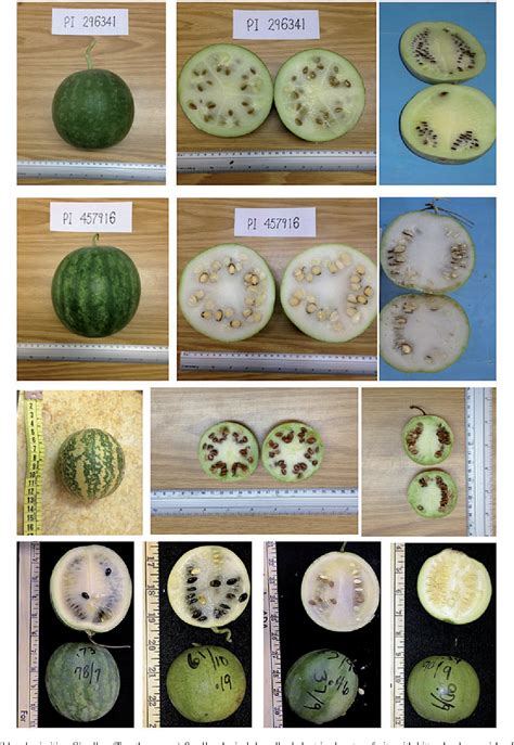 Figure 1 from Origin and emergence of the sweet dessert watermelon ...