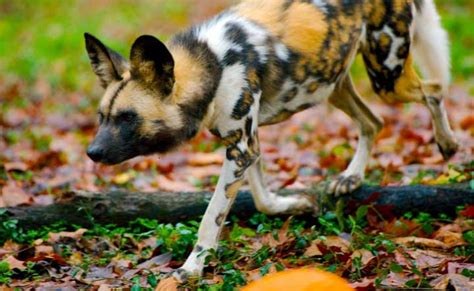 Heat Makes It Too Hot for Africa’s Wild Dogs to Hunt | Climate Central