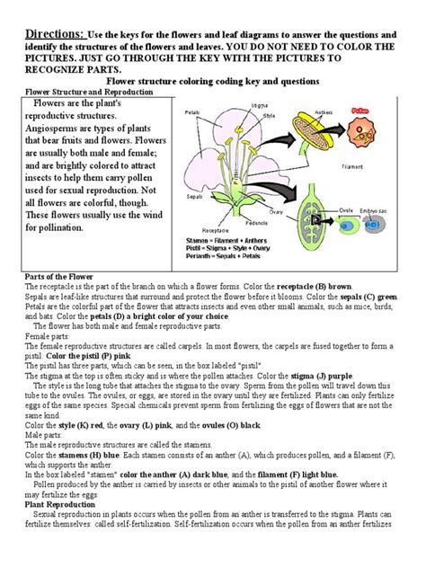 KEY To Flower Structure Function Diagrams and Questions | PDF