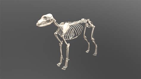 Dog Skeleton - 3D model by karab44 [cf24cbe] - Sketchfab