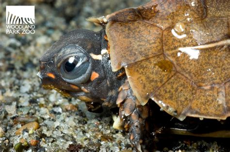 Woodland Park Zoo Blog: If you give a black-breasted turtle a hibiscus...