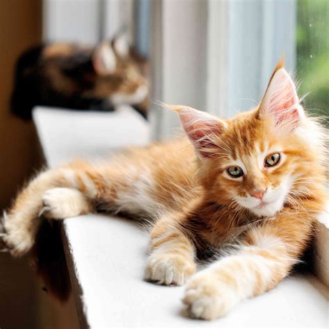 15 Best American Cat Breeds