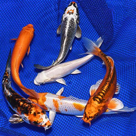 gold koi fish This rare and beautiful golden koi fish can cost you up to $21,000 - koifishco