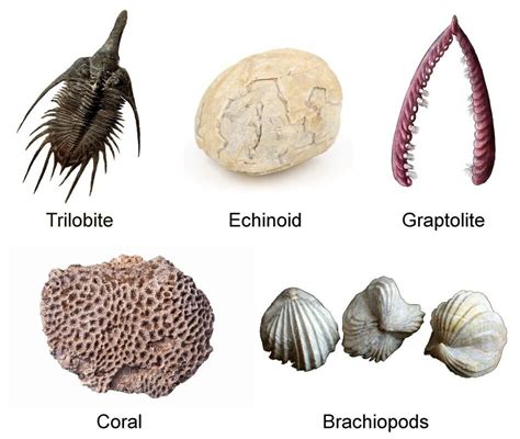 Describe Two Essential Characteristics of an Index Fossil