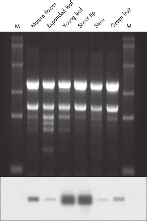 RNeasy Plant Mini Kit | Plant RNA Extraction | QIAGEN