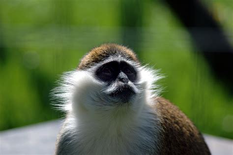 Monkey_face | A monkey, at Shepreth again I think | Neil McIntosh | Flickr