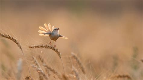 Download Animal Bird 4k Ultra HD Wallpaper