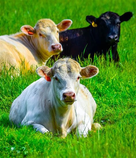 Green Pastures 2 by Brian Stevens in 2020 | Farm cow, Cow, Green pasture