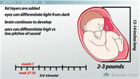 Third Trimester Fetal Development - Lesson | Study.com