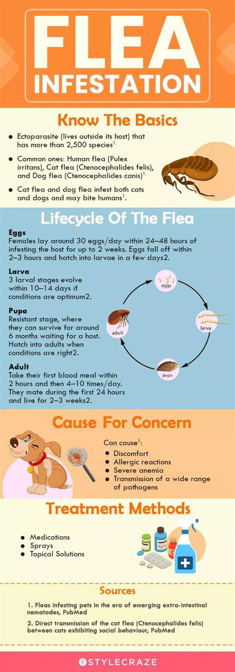 Cat Flea Bites On Humans Treatment