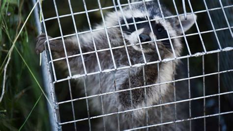 How to Trap a Raccoon | HowStuffWorks