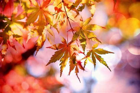 fall, leaves, cold, autumn, fall leaves, season, orange, fall leaves background, yellow, red ...