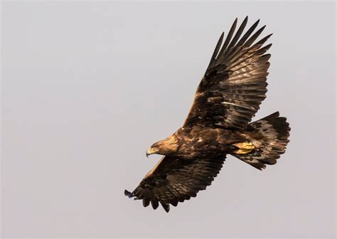 Golden Eagle in Flight A4 Photo Framed or print only | Etsy