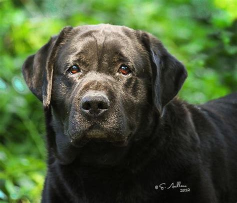 American Lab Breeders Near Me - Cute Puppies for Me