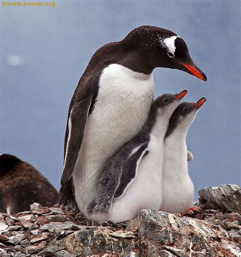 Baby Gentoo Penguin Chicks in Antarctica - WOW!!! | Penguins, Gentoo penguin, Baby animals