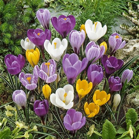 Tasc Flower Bulbs- Crocus Vernus Flavus - 25 bulbs | The Home Depot Canada