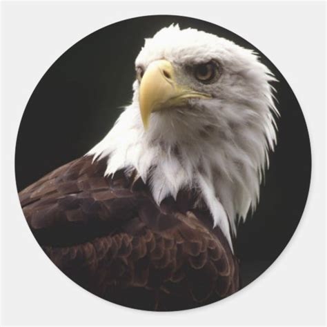 American Bald Eagle Sticker | Zazzle