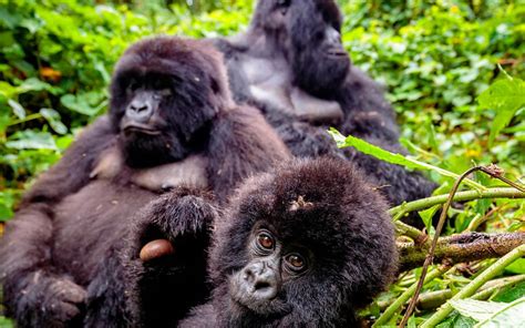 Mountain Gorilla Families in Volcanoes National Park