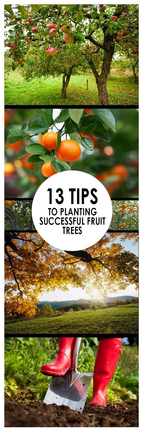 13 Tips to Planting Successful Fruit Trees — Bees and Roses. Gardening ...