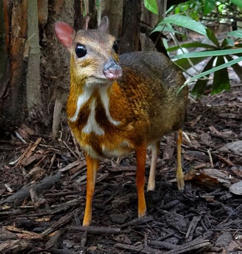 Man Finds Deer in his Bathroom! - India's Endangered