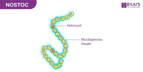 Nostoc: Classification, Structure, Diagram, Life cycle