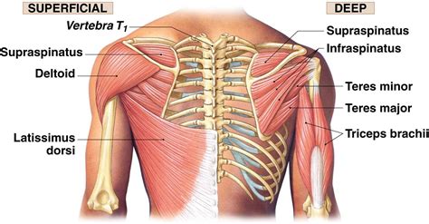 Diagram Of Shoulder Pain - Shoulder Pain Could It Be Your Rotator Cuff Complete Physio - Your ...