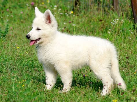 White Swiss Shepherd Dog Puppies For Sale | Euro Puppy