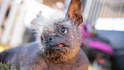 World's Ugliest Dog Contest 2022: Chinese crested-Chihuahua mix wins