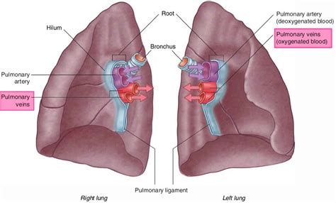 Pulmonary vein anatomy, function, location, ablation, stenosis & thrombosis