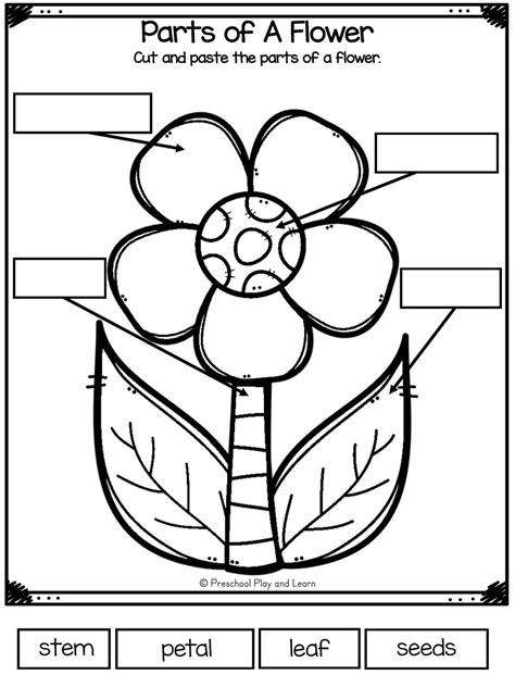 Parts Of A Flower Worksheet For Kindergarten