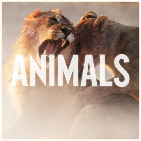 Maroon 5 – Animals Lyrics | Genius Lyrics