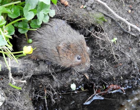 About a Brook: Burrow with Feeding Round it