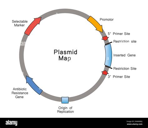 Plasmid map, illustration Stock Photo - Alamy