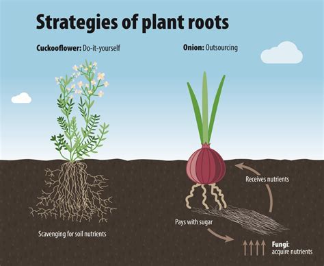 Researchers map law of variations in plant roots