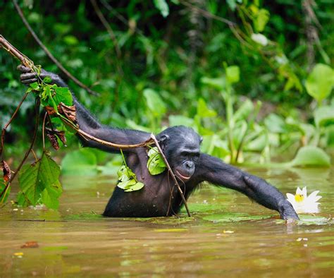 Voyage au coeur du Congo - BBC Afrique