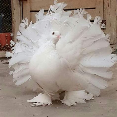 Peacock pigeon : r/pigeon