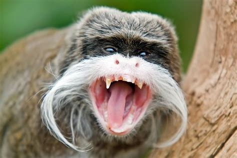 Bearded emperor tamarin - Alchetron, the free social encyclopedia