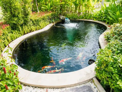 Pond algae solutions – 5 Easy ways to stop algae growing. – Fishkeeping ...