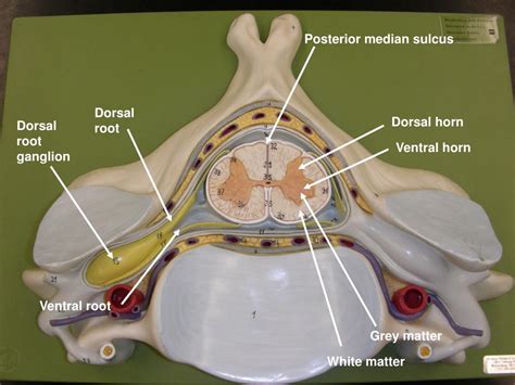 PPT - Dorsal root ganglion PowerPoint Presentation, free download - ID:3002142