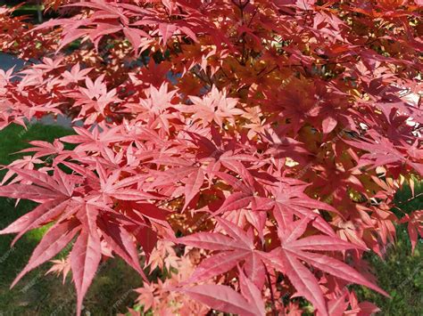 Premium Photo | Maple palmate or maple palmate acer palmatum a species ...