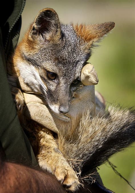 California island foxes removed from endangered species list