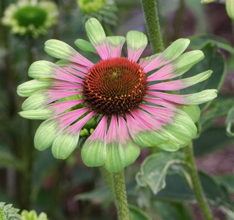 Echinacea purpurea 'Green Twister' - SeedScape