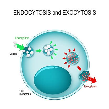 Endocytosis And Exocytosis In The Cell Stock Illustration - Download Image Now - iStock