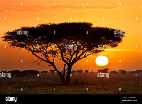 Serengeti Sunset Stock Photo - Alamy