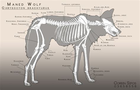 Maned Wolf Anatomy by OhWoahItsMe on DeviantArt